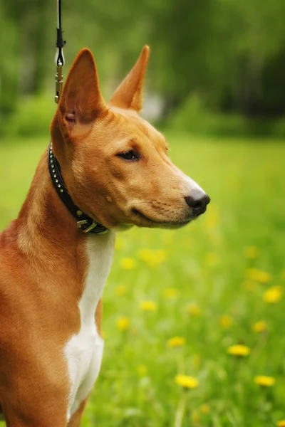 Porträt des Hundes Basenji — Stockfoto
