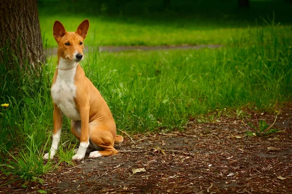 Чистокровний собака Basenji ходьба — стокове фото