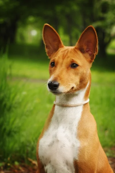 Красива чистокровна собака Basenji — стокове фото