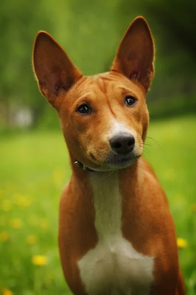 Söt hund Basenji söker — Stockfoto