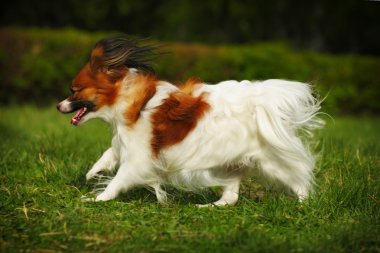 Dekoratif köpek Papillon yaz çalışması 