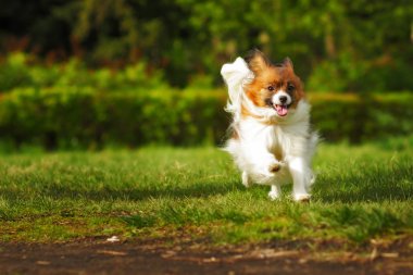 Papillon mutlu bir köpek ishal olduğunu