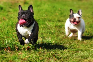 mutlu köpek doğurmak Fransız buldozer