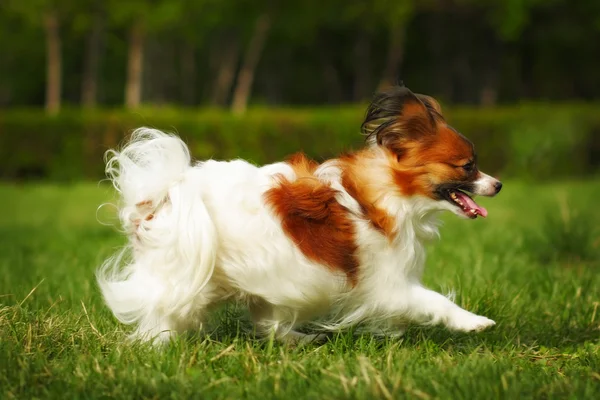 Декоративная собака Papillon summer running — стоковое фото