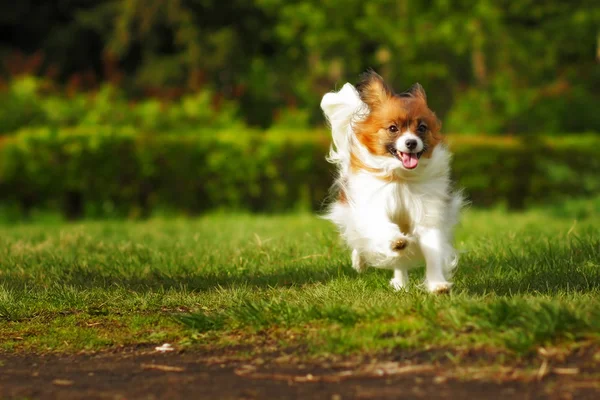 Papillon é um cão feliz corre — Fotografia de Stock