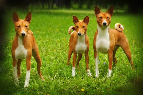 Gruppo tre cane razza Basenji — Foto Stock
