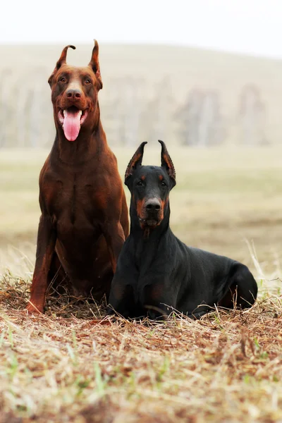 Dos Doberman negro y marrón — Foto de Stock