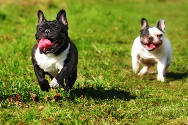 Il cane felice alleva il bulldog francese — Foto Stock