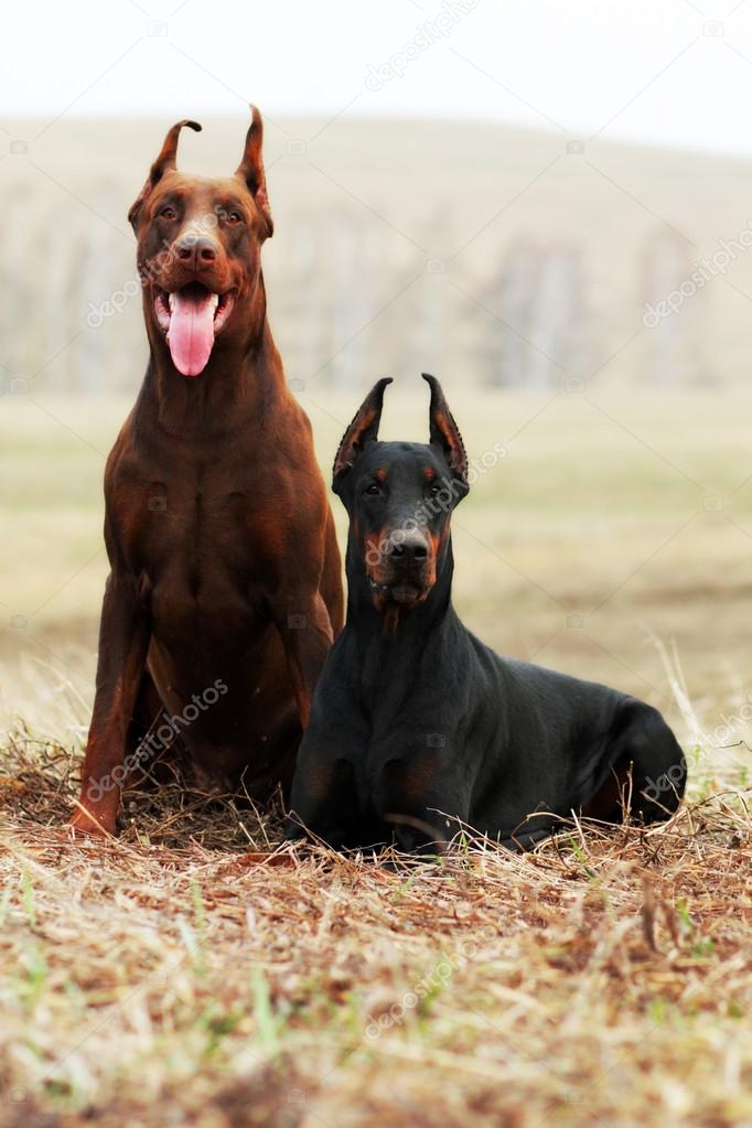 Are Dobermans Outside Dogs