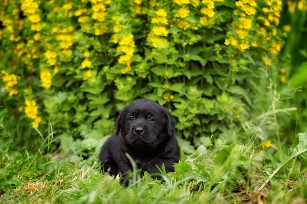 Liten svart Labrador valp liggande i trädgården — Stockfoto