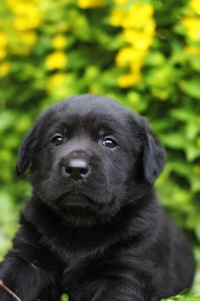 Liten svart Labrador hundvalp — Stockfoto