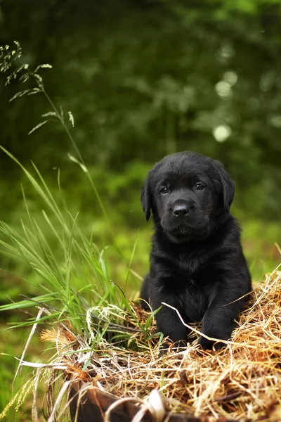 Σκυλί πανέμορφο καθαρόαιμο κουτάβι μαύρο λαμπραντόρ — Φωτογραφία Αρχείου