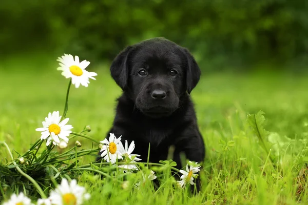 Puppy hund Labrador sitter utomhus i sommar — Stockfoto