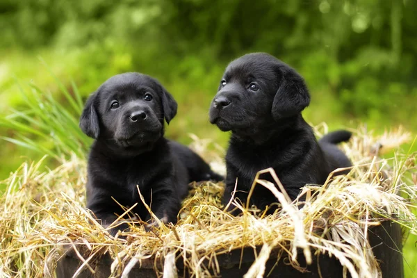 Två vackra renrasig svarta valpar Labrador — Stockfoto