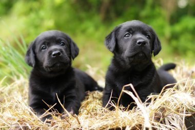 iki güzel safkan siyah köpek yavrusu köpek Labrador 