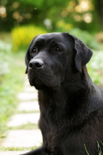Vacker svart Labrador hund Retriever — Stockfoto