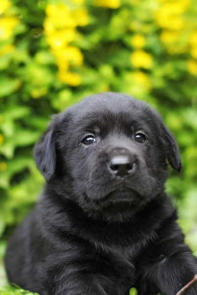 Liten svart Labrador hundvalp — Stockfoto