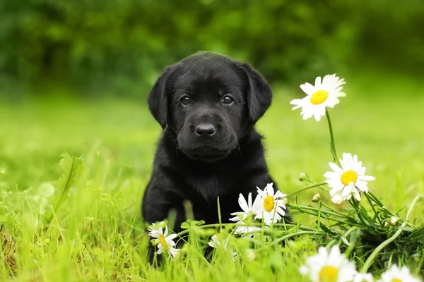 Yaz aylarında açık havada oturma köpek yavrusu köpek Labrador 