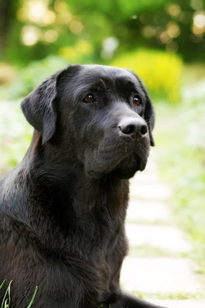 Πανέμορφο σκυλί μαύρο λαμπραντόρ Ριτρίβερ — Φωτογραφία Αρχείου