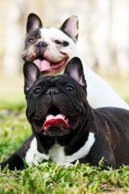 two dogs French bulldogs in the summer  clipart
