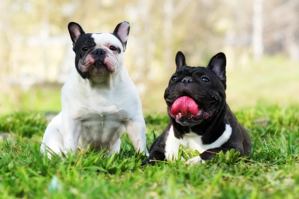 Dois cães bulldogs franceses no verão — Fotografia de Stock