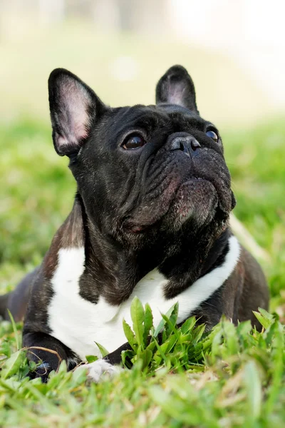 Hunden fransk bulldog på sommaren — Stockfoto