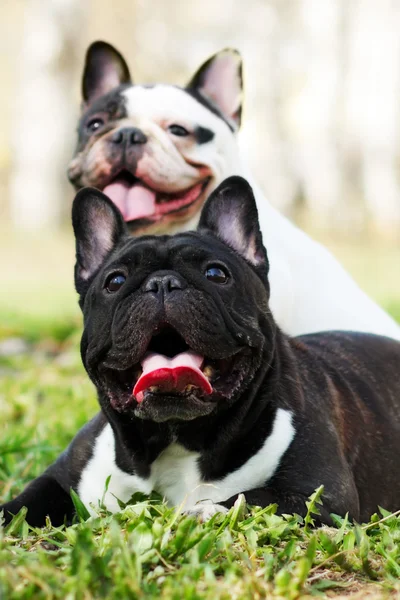 Två hundar franska bulldoggar i sommar — Stockfoto