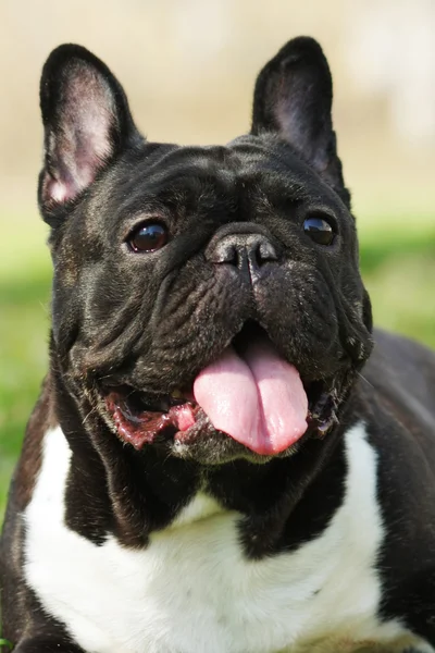 Boldog kutya a francia bulldog nyáron rejlik — Stock Fotó