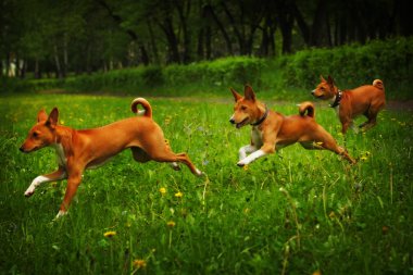 üç köpek mutlu çalışan alçaklık doğurmak