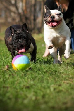 mutlu iki Fransız buldozer top oynarken köpekler 