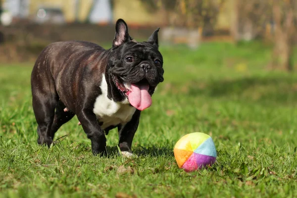 Lycklig hund franska bulldog leker med boll — Stockfoto