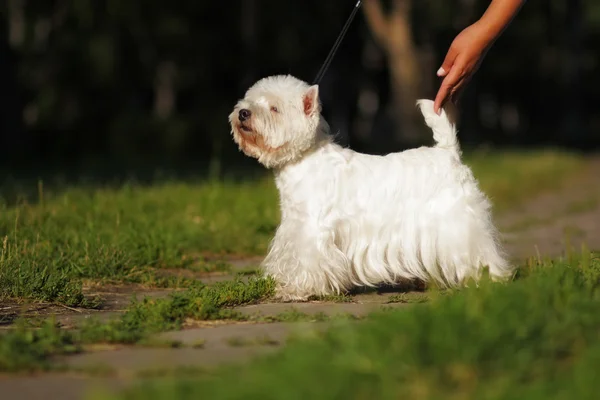 Raça cão West highland branco Terrier em pé em posição de exibição — Fotografia de Stock