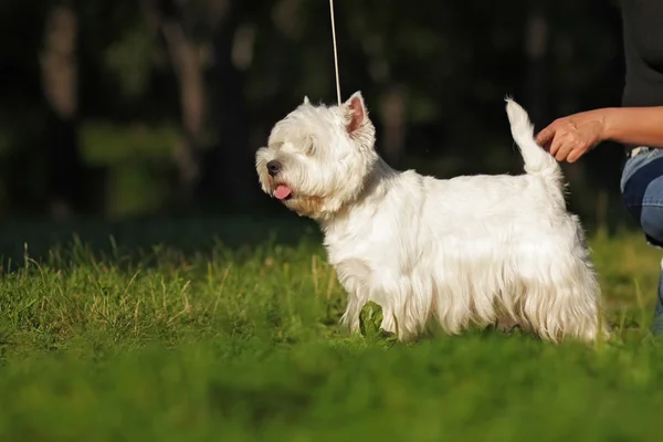 Hund rasen West highland white Terrier stående i Visa position — Stockfoto