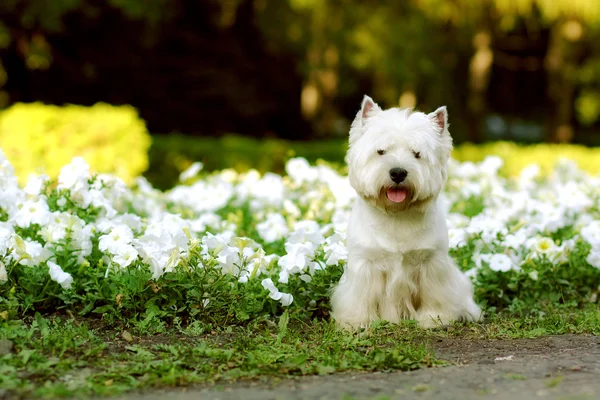 Pies rasy west highland white terrier — Zdjęcie stockowe