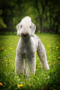 Beyaz köpek, belgili tanımlık Bedlington korkunç yaz aylarında duruyor.