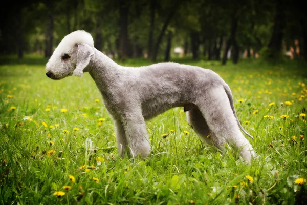 Perro Bedlington Terrier de pie en la posición del espectáculo en el verano —  Fotos de Stock