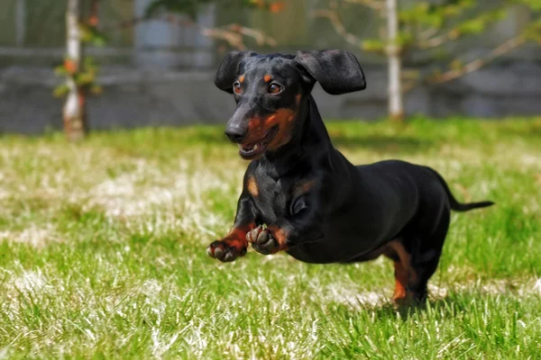 Chien heureux poil allemand nain Dachshund jouer dans la cour arrière — Photo