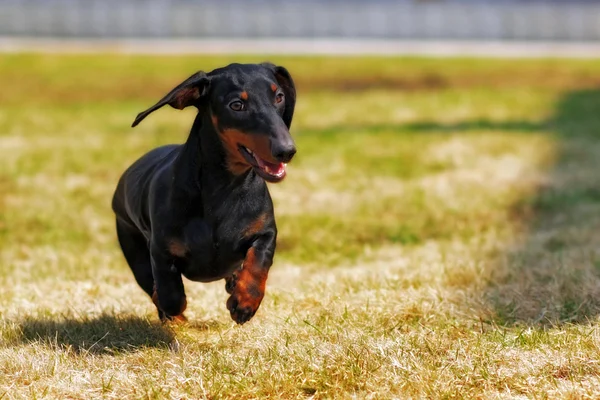 Happy dog niemiecki włosy karzeł jamnik grając na podwórku — Zdjęcie stockowe