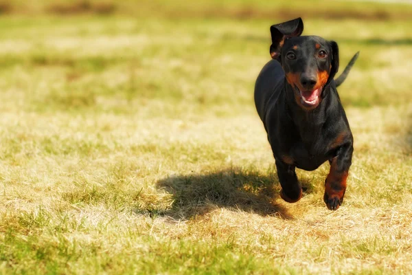 Feliz perro alemán enano de pelo Dachshund jugando en el patio trasero —  Fotos de Stock