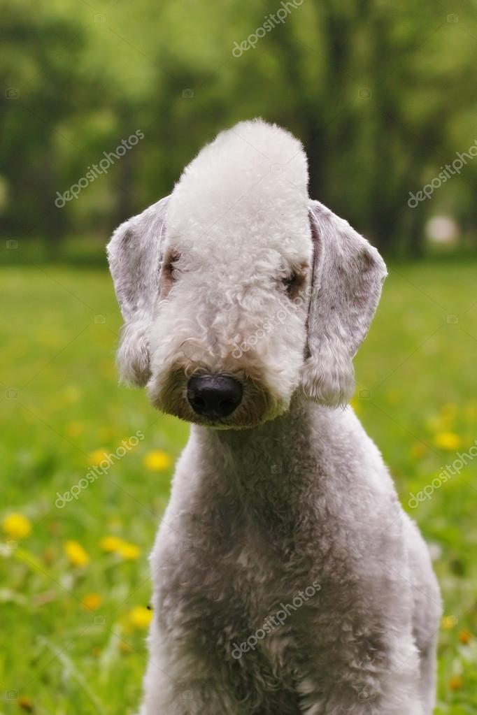 Are Bedlington Terriers Smart Dogs