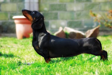 soyu köpek Dachshund Haritayı pozisyon 