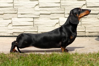 soyu köpek Dachshund Haritayı pozisyon 