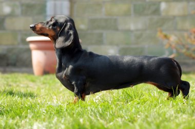 soyu köpek Dachshund Haritayı pozisyon
