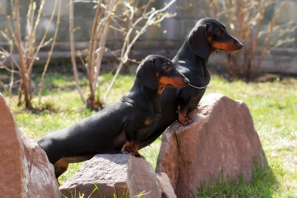 Dois longos cães pedigree alemão abreviado Dachshund colocar as patas — Fotografia de Stock