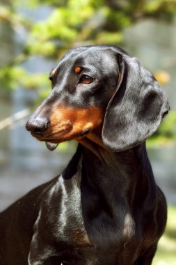 Yaz aylarında Alman saçlı Dachshund Köpek 