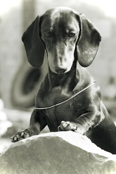 Perro de pelo alemán Dachshund de pie con los pies en la piedra — Foto de Stock
