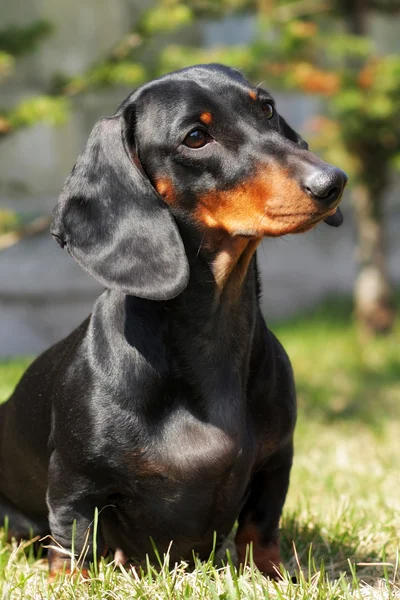 Dog German haired Dachshund in the summer outdoors — Stock Photo, Image