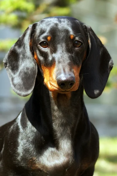 Perro de pelo alemán Dachshund en el verano — Foto de Stock