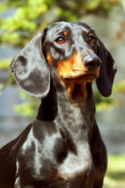 Dog German haired Dachshund in the summer — Stock Photo, Image