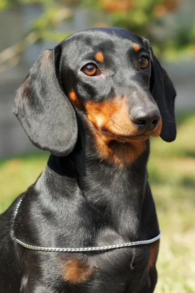 Perro de pelo alemán Dachshund en el verano — Foto de Stock